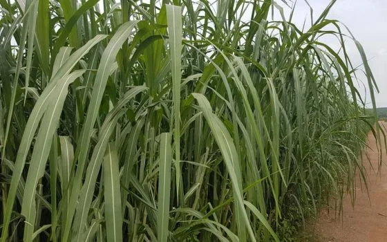 Cỏ Voi Xanh Không Lông