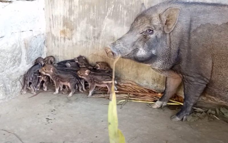 chăm sóc heo rừng đẻ tốt nhất