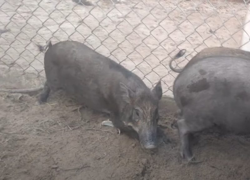 quy trình nuôi lợn rừng việt nam