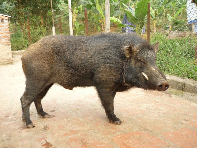 heo đực giống