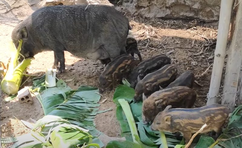 Kỹ thuật nuôi heo tộc từ A đến Z cho người chăn nuôi 