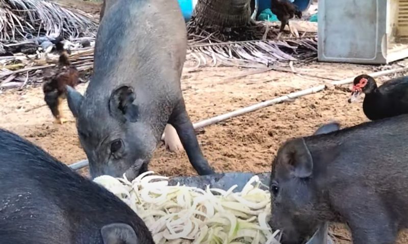Trang trại lợn rừng NTC- chăn nuôi lợn rừng lớn nhất Việt Nam