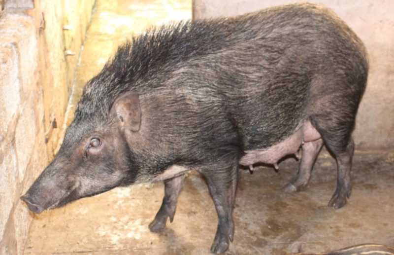 Lợn rừng Thái Lan thuần chủng thông tin cho người chăn nuôi 