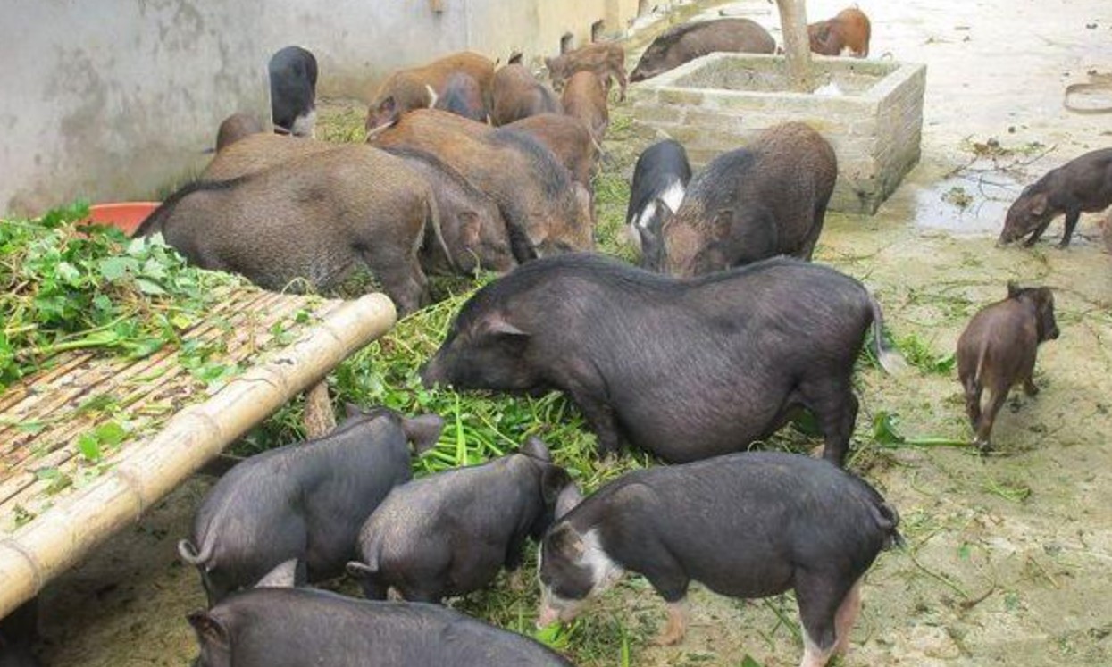 lợn mán sinh sản