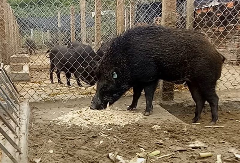Đặc điểm và tập tính của lợn rừng Việt Nam