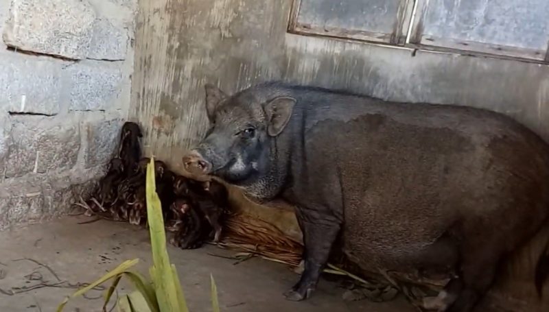 lựa chọn lợn rừng giống giá cả hợp lý