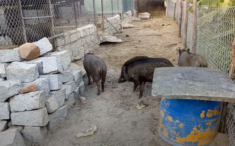 quy trình nuôi lợn rừng
