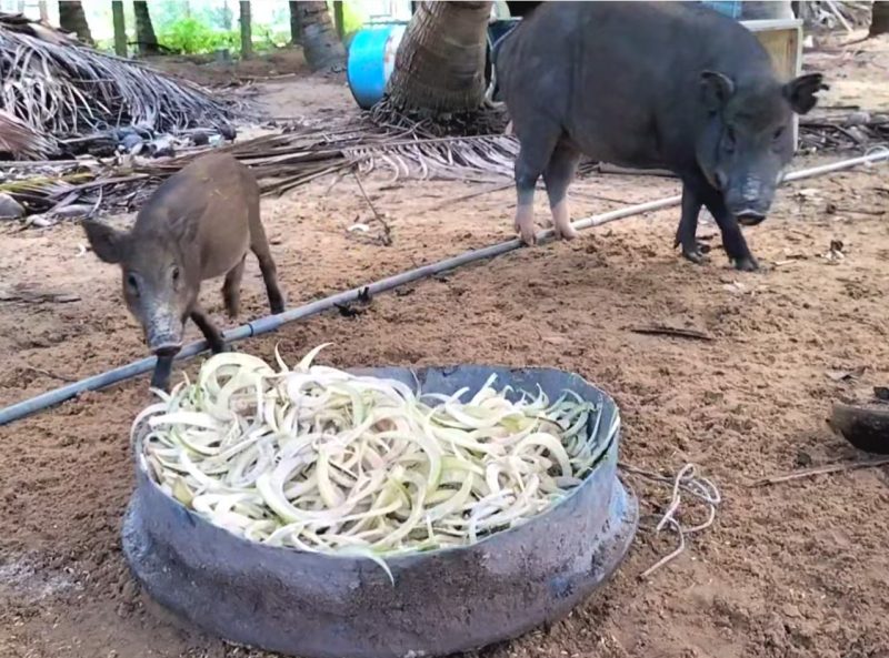 tại sao nên mua thịt heo rừng