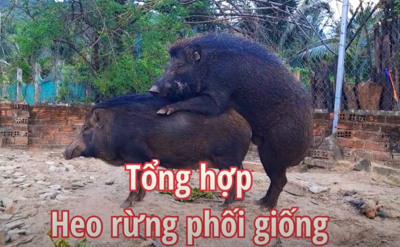 Heo rừng lai sinh sản và những kỹ thuật bạn nên quan tâm