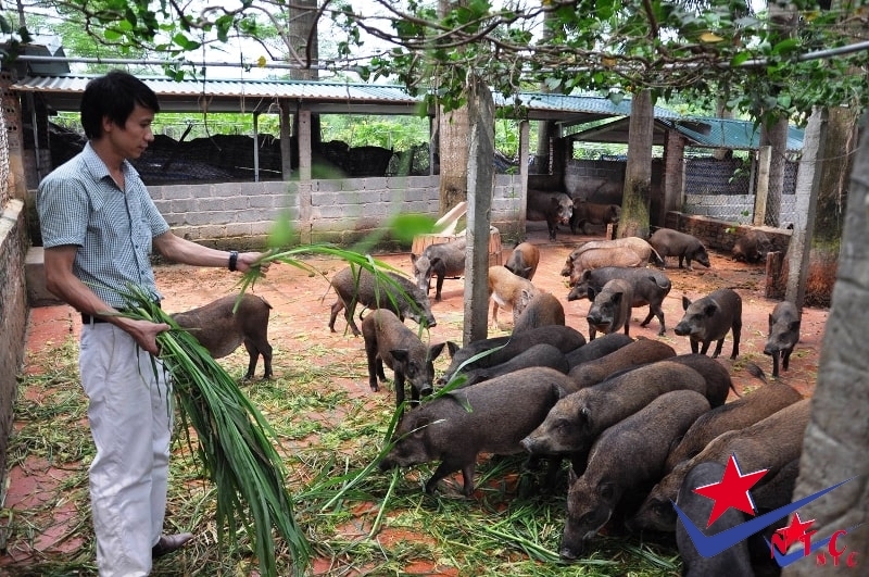 Trang trại lợn rừng tại suối yên
