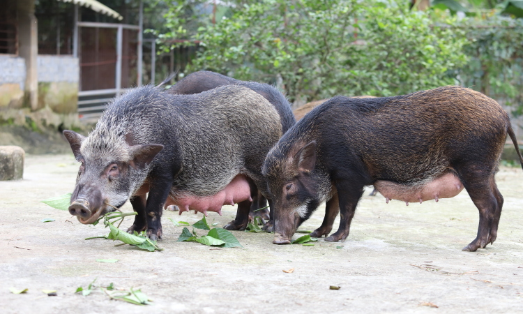 Nuôi lợn rừng bằng thảo dược là mô hình kinh tế hiệu quả