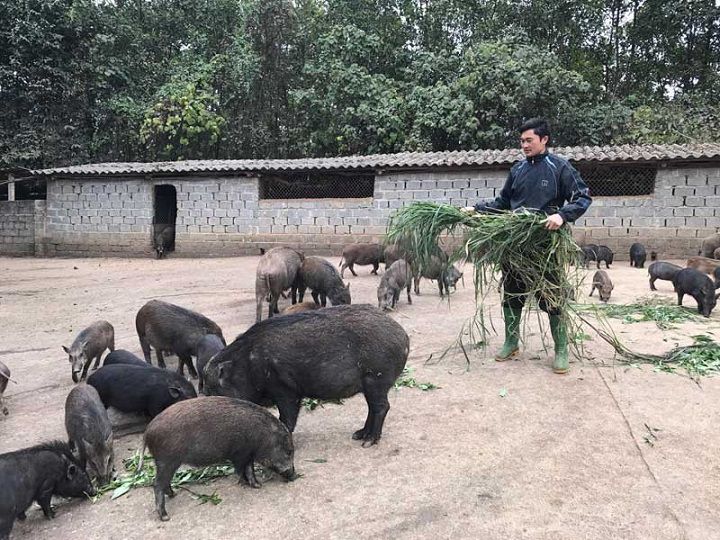 chuồng trại thoáng mát, nhiều cây xanh