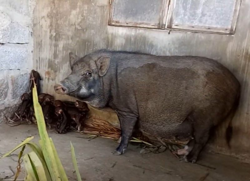 Phương pháp nuôi heo rừng giống đúng tiêu chuẩn, năng suất cao