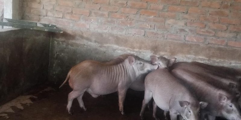 Lợn rừng nội thôn và quá trình phát triển của trang trại