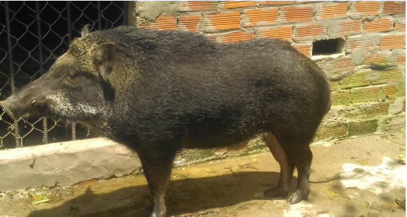 Lợn rừng Việt Nam thuần chủng mô hình nuôi điển hình 