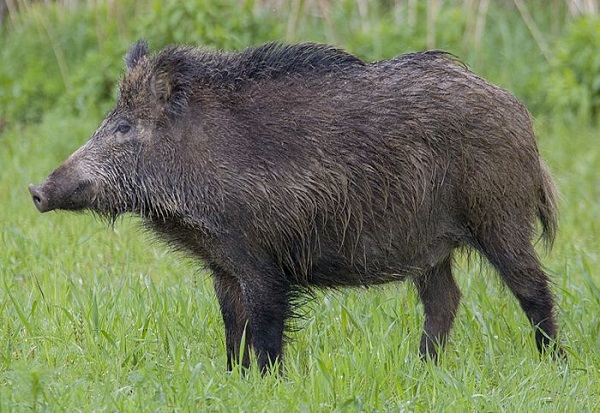 Hình ảnh lợn rừng đực giống