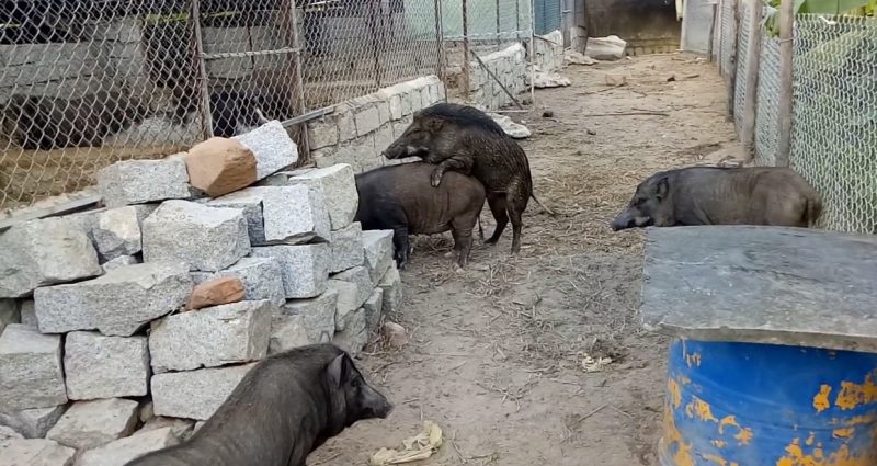 Khởi nghiệp nuôi lợn rừng