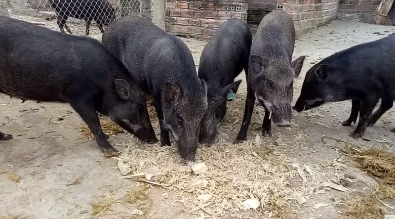 Khởi nghiệp nuôi lợn rừng cần bao nhiêu vốn?