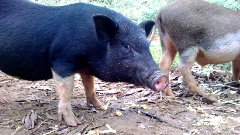 Kỹ thuật nuôi lợn mọi