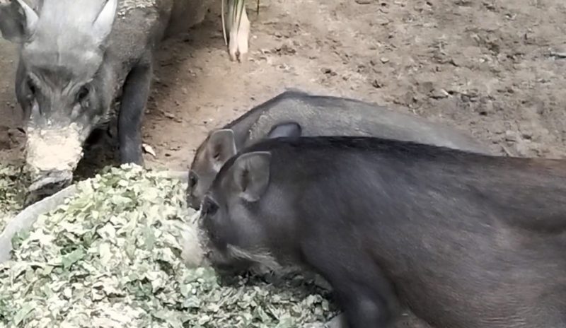 Kỹ thuật nuôi lợn rừng thả vườn