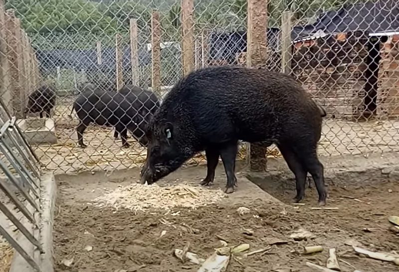 liên kết nuôi lợn rừng
