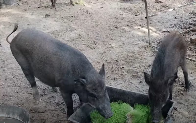 lợn rừng việt nam thuần chủng