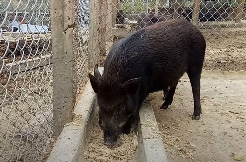 máng ăn cho heo sinh sản