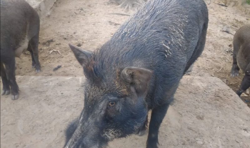 Thời gian nuôi lợn rừng bao lâu chế độ ăn uống ra sao?