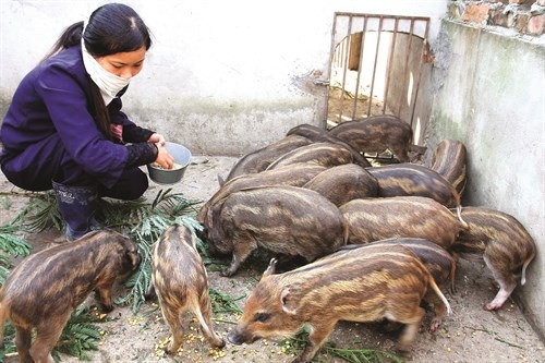 nuôi heo rừng lai