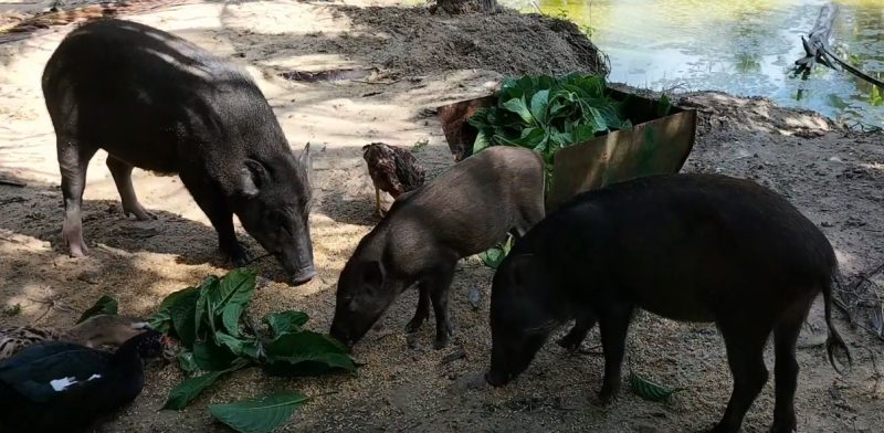 Nuôi heo rừng Thái Lan