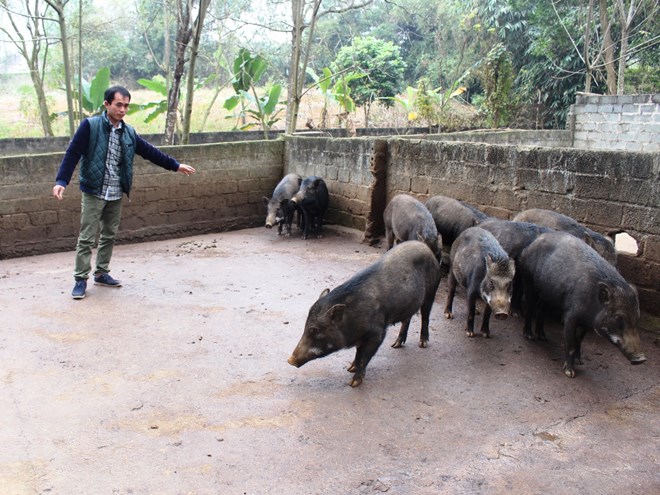 nuôi lợn rừng lấy thịt