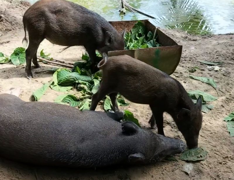 Nuôi lợn rừng Thái Lan có lãi không? Cách nuôi lợn rừng cho năng suất cao