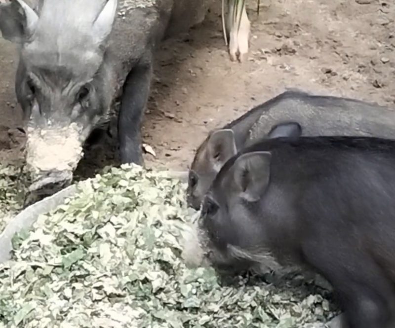 Cách phối trộn thức ăn cho lợn rừng