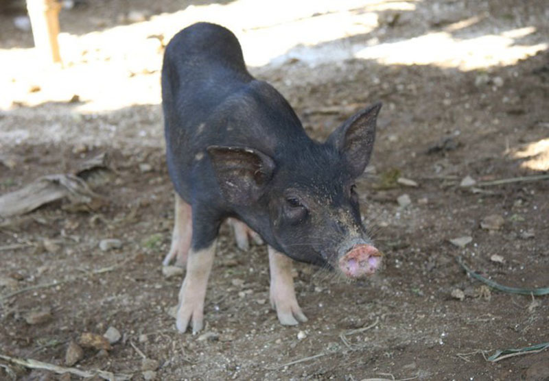 Lợn rừng bắc Trung Hoa có phù hợp nuôi ở môi trường nước ta? 