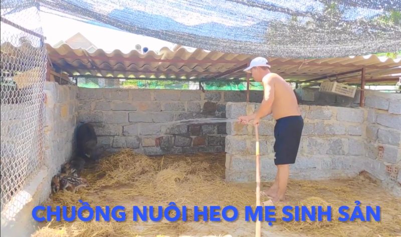 Thời gian nuôi heo rừng