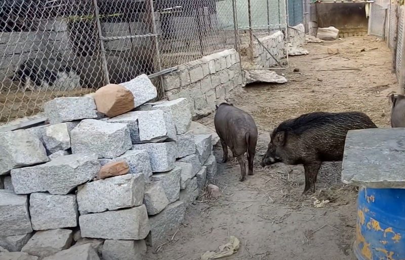 trang trại nuôi lợn rừng