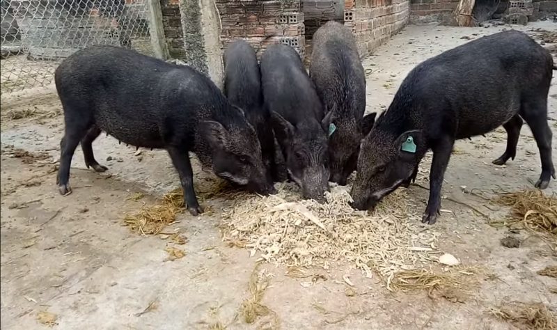 Chi phí nuôi lợn rừng mà bạn cần biết