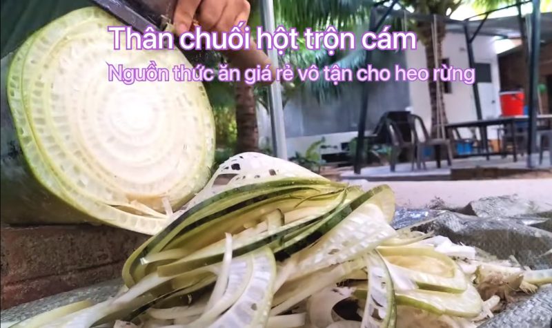 Cung cấp heo tộc