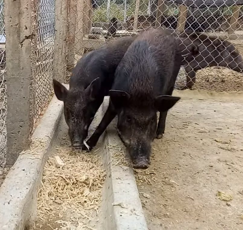 Kỹ thuật nuôi giống lợn rừng lai Thái Lan hiệu quả