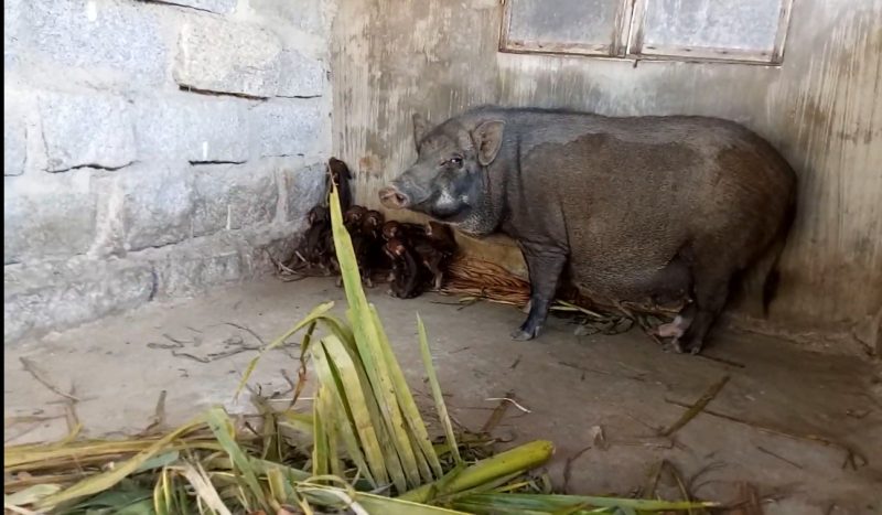 giống lợn rừng Thái Lan