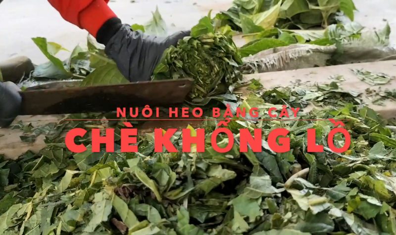 kỹ thuật nuôi lợn rừng con