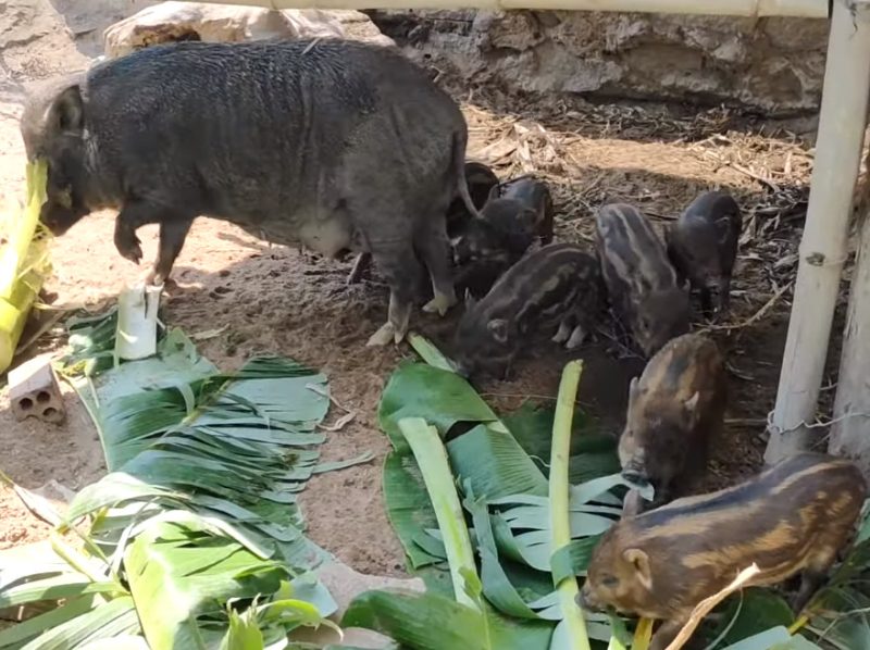 Tiết lộ kỹ thuật nuôi lợn rừng con