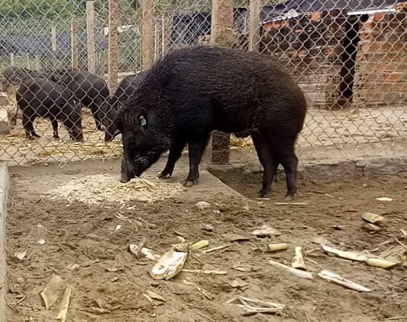 Lợn mán và lợn rừng khác nhau như thế nào?