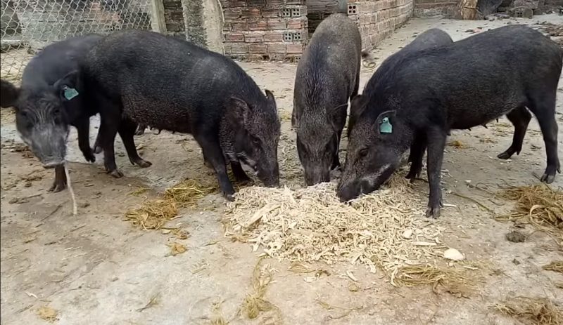 lợn mán và lợn rừng