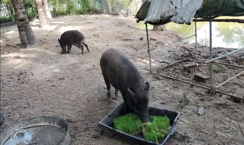 Lợn rừng F2